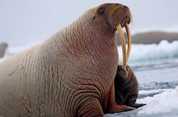 Морж тварина. Опис, особливості, види, спосіб життя і середовище проживання моржа