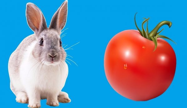 Чи можна давати кроликам червоний буряк і сиру картоплю, помідори або огірки, моркву і бадилля