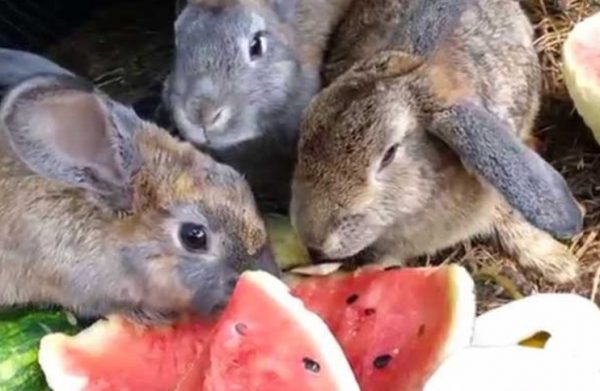 Чи можна годувати кроликів кавуновими кірками, особливо декоративних, їдять вони взагалі скоринки?