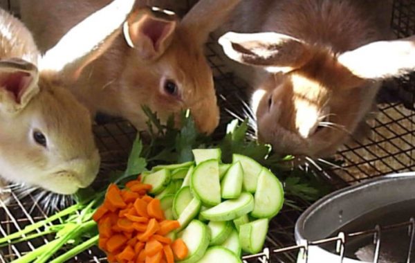 Чи можна годувати кроликів кабачками, огірками, яблуками і гарбузом, в якому вигляді, з якого віку