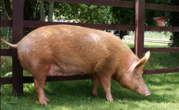 Мясні породи свиней, їх особливості та характеристики
