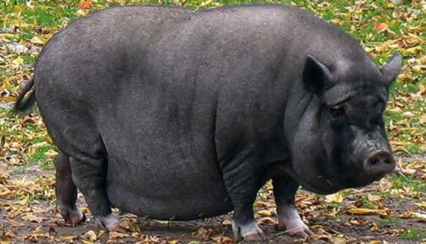 Мясні породи свиней, їх особливості та характеристики