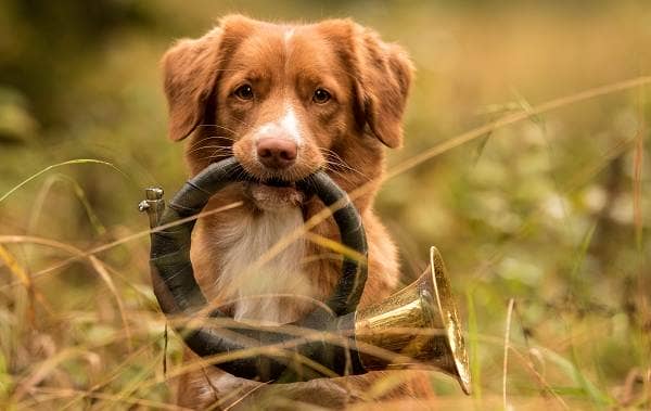 Новошотландский ретрівер собака. Опис, особливості, види і породи ціна