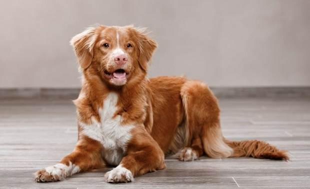 Новошотландский ретрівер собака. Опис, особливості, види і породи ціна
