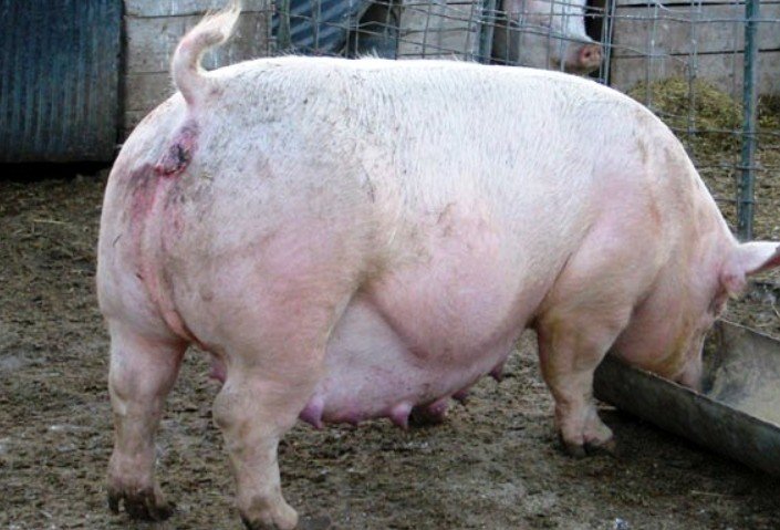 Опорос свиней в домашніх умовах: як веде себе свиня перед опоросом, скільки поросят може народити