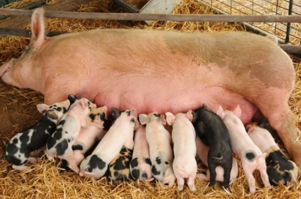 Опорос свиней в домашніх умовах: як веде себе свиня перед опоросом, скільки поросят може народити