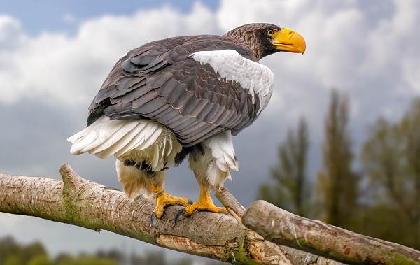 Орлан птах. Опис, особливості, види, спосіб життя і середовище проживання орлана