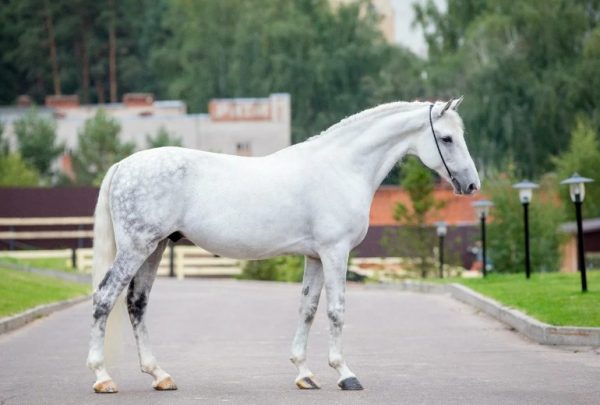 Орловська кінь: характеристика породи, основні правила утримання