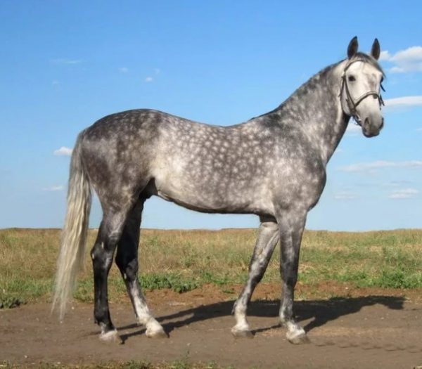 Орловська кінь: характеристика породи, основні правила утримання