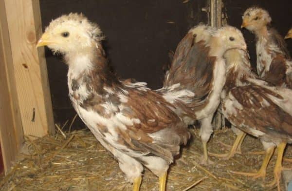 Орловські ситцеві кури — вишукана краса