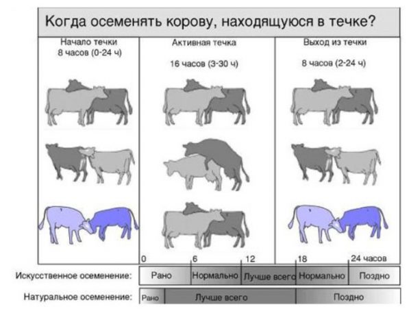 Осіменіння корів: методи, підготовка та процес штучного запліднення