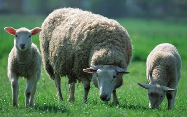 Вівця тварина. Опис, особливості, види, спосіб життя і середовище проживання вівці