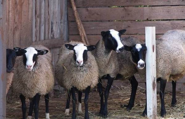 Вівця тварина. Опис, особливості, види, спосіб життя і середовище проживання вівці
