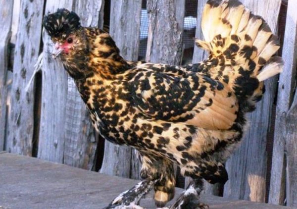 Павловські кури — найкрасивіша порода світу