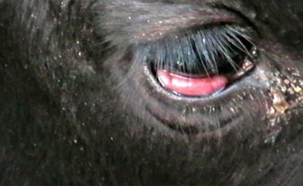 Перші ознаки лейкозу у корів: чим небезпечна хвороба для людини, симптоми