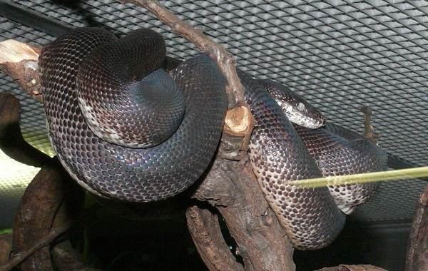 Пітон змія. Опис, особливості, види, спосіб життя і середовище проживання пітона