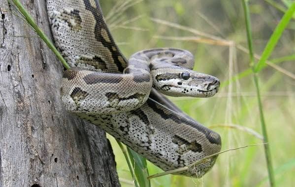 Пітон змія. Опис, особливості, види, спосіб життя і середовище проживання пітона