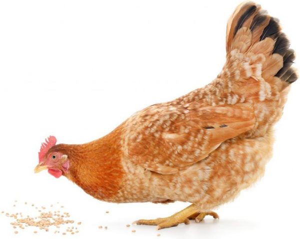 Чому дохнуть кури і курчата – що це за хвороба і що робити?