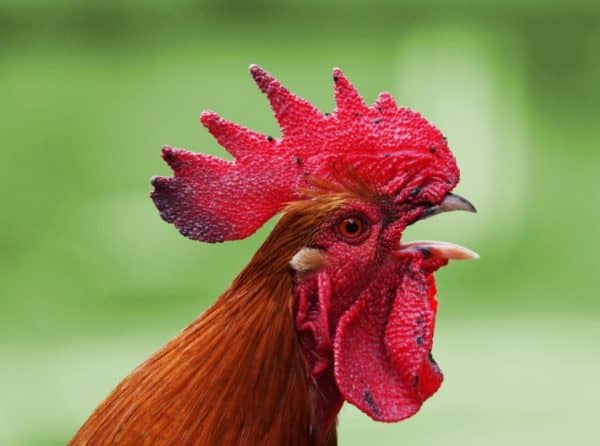 Чому дохнуть кури і курчата – що це за хвороба і що робити?