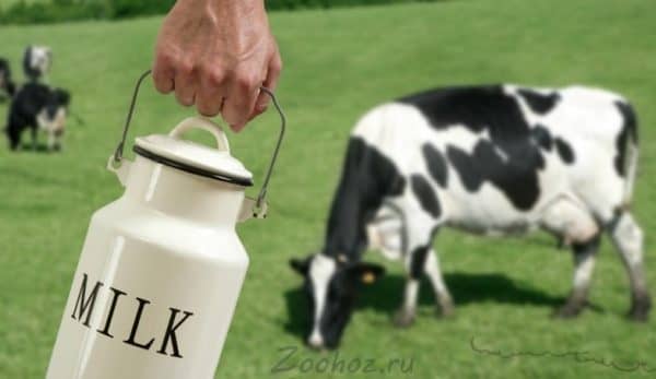 Чому гірчить молоко у корови, як позбавитися від гіркоти
