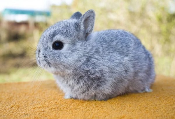 Чому кролики вмирають один за іншим без видимих причин, великі і маленькі, що треба робити