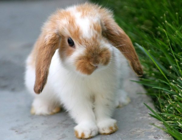 Чому кролики вмирають один за іншим без видимих причин, великі і маленькі, що треба робити