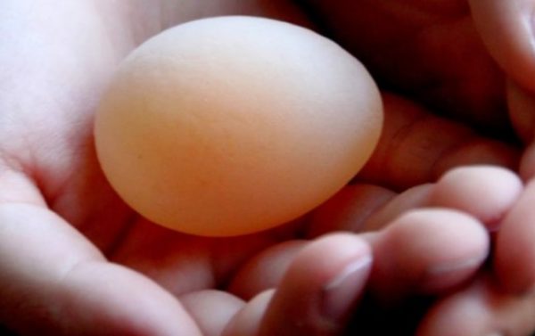 Чому кури несуть яйця без шкаралупи: причини та розвязання проблеми