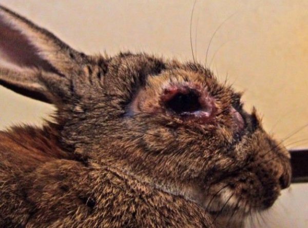 Чому у кроликів гнояться очі, як розпізнати причину і що потрібно робити, щоб не вмирали