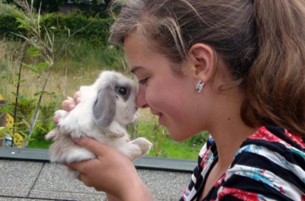 Порода кроликів карликовий висловухий баран – догляд та утримання, чим годувати, скільки коштує