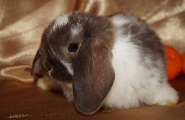 Порода кроликів карликовий висловухий баран – догляд та утримання, чим годувати, скільки коштує