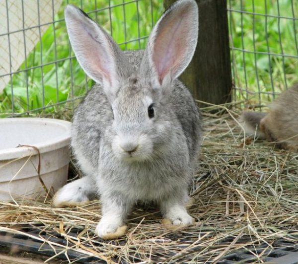 Порода кролів сірий велетень: опис і характеристики породи, утримання, догляд та розведення