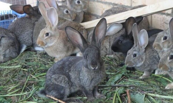 Порода кролів сірий велетень: опис і характеристики породи, утримання, догляд та розведення