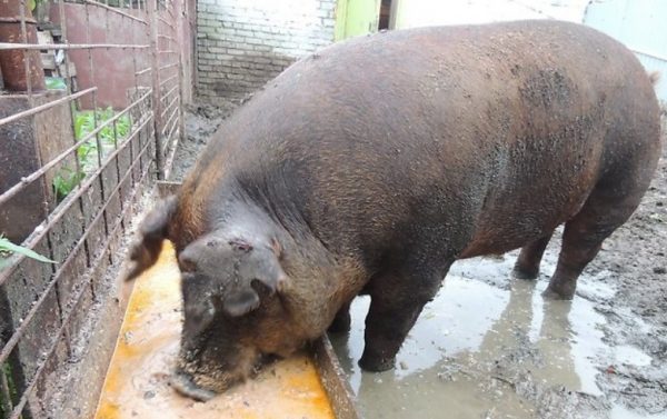 Порода свиней дюрок: опис, розведення, утримання та догляд