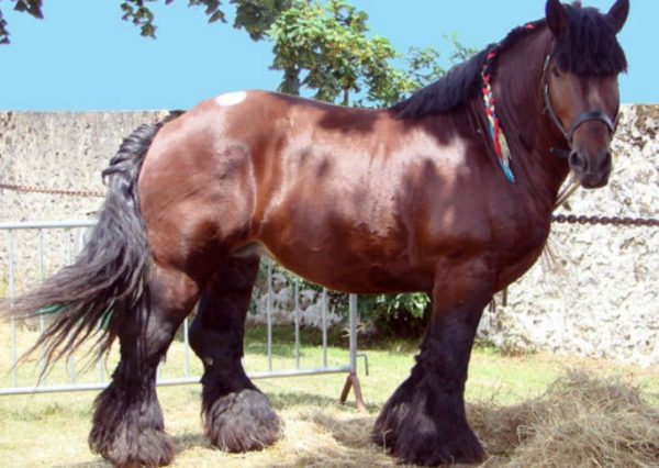 Породи коней ваговозів: особливості і опис видів