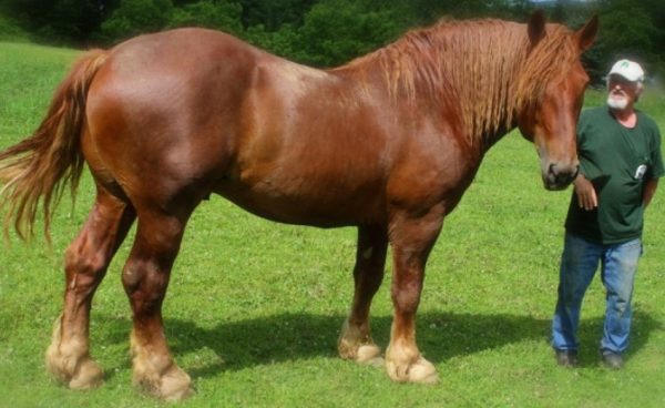 Породи коней ваговозів: особливості і опис видів