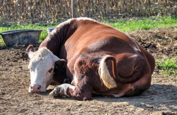 Післяпологовий парез у корів: причини, що робити, чим лікувати