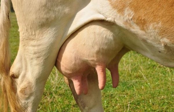Післяпологовий парез у корів: причини, що робити, чим лікувати