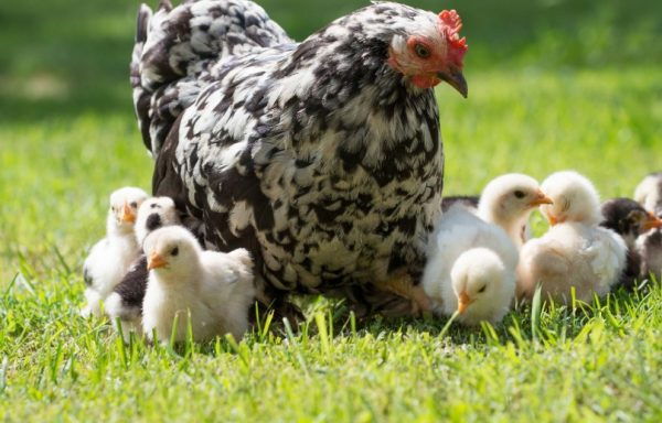 Правила годівлі курчат з перших днів життя: таблиці та норми споживання