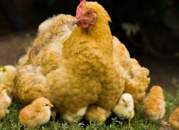 Правила годівлі курчат з перших днів життя: таблиці та норми споживання