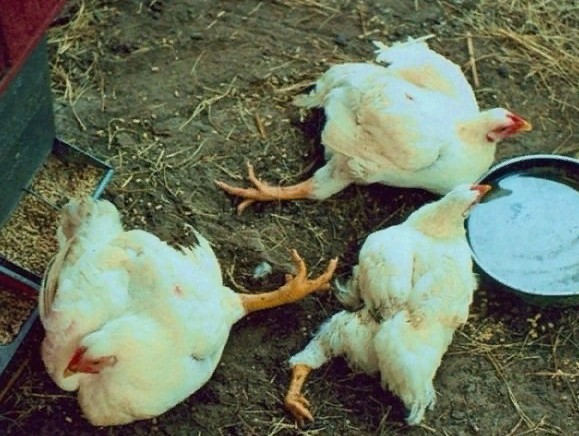 Причини чому бройлери падають на ноги: курчата і дорослі кури