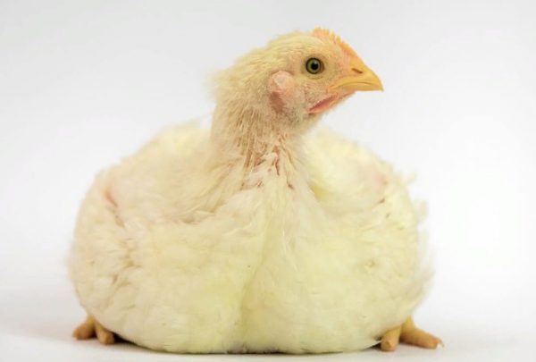 Причини чому бройлери падають на ноги: курчата і дорослі кури
