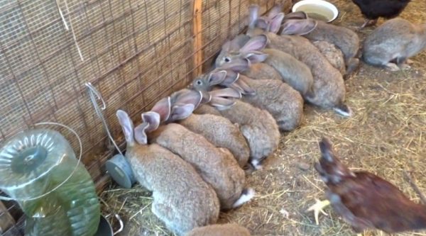 Розведення кроликів в домашніх умовах для початківців
