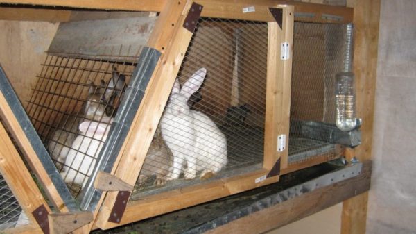 Розведення кроликів в домашніх умовах для початківців