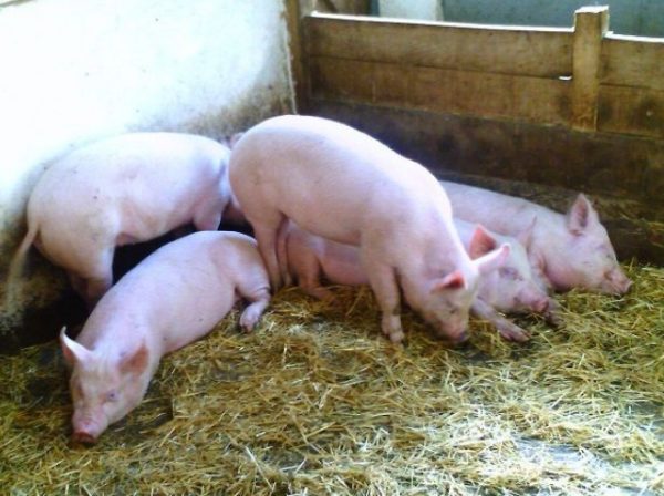 Розведення свиней в домашніх умовах: способи вирощування, розведення і догляд