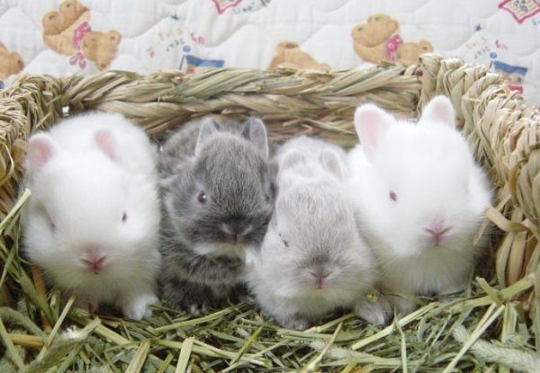 Народження кроликів і догляд за ними, чим годувати годує кролицю