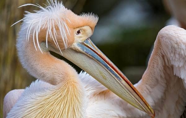 Рожевий пелікан птах. Опис, особливості, спосіб життя і середовище проживання