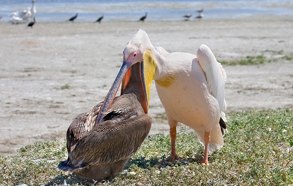 Рожевий пелікан птах. Опис, особливості, спосіб життя і середовище проживання