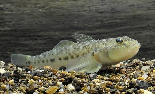 Риба бичок. Опис, особливості, види, спосіб життя і середовище проживання риби бичок