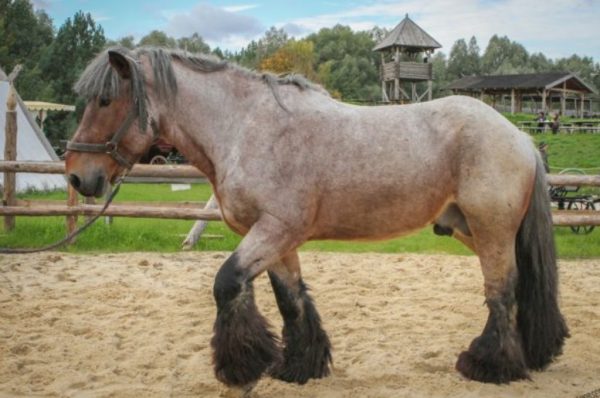 Найбільша кінь, відмітні особливості великих і високих порід