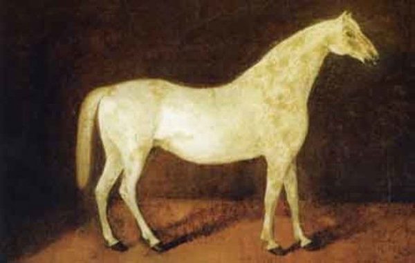 Найдорожчі породи коней: види, опис і характерні особливості скакунів